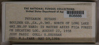 Physarum nutans image